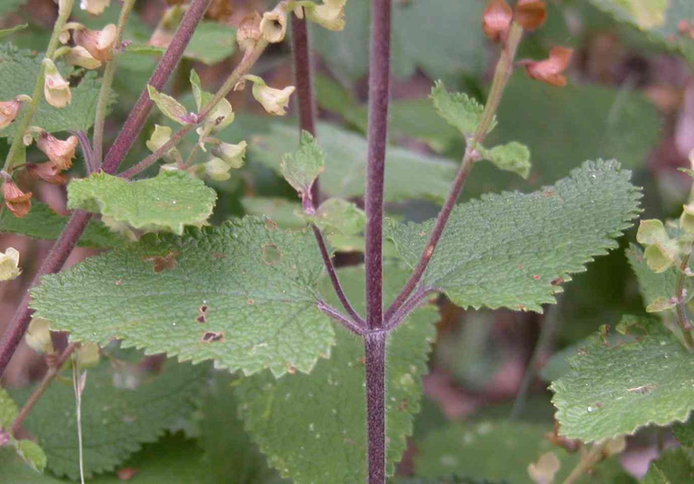 Sage, Wood leaf